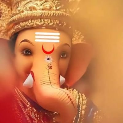 Vandana19944465's profile picture. 