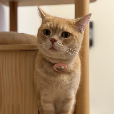 TShyof's profile picture. 自由猫主党員 お馬のお師匠さんは元jockey🏇 厳しく躾けられました