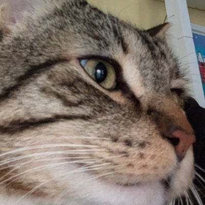 shrimp_ish's profile picture. might post art
just learned how to change my username also lol