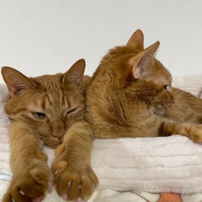 takutaoto's profile picture. 工場勤務 26歳 既婚 子供2人 家族との時間を増やしたいと思い動画編集を始めました！2025年2月から動画編集スクールで学んでいます！今年中に仕事を辞め動画編集だけで生活出来るぐらいになるのが目標です！