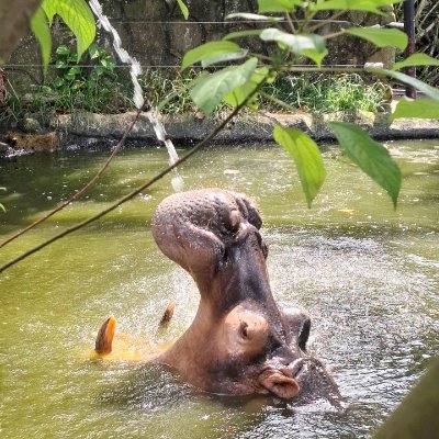 Zizah_kerol's profile picture. 🐰🥕