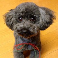 エマクロ(桜散る) (@ema_kuro2) 's Twitter Profile