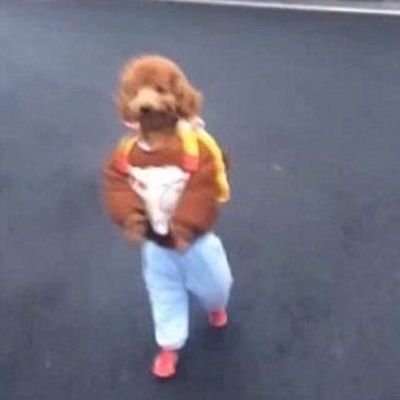 Dogwifpants_OG's profile picture. The original wif dog. First seen in 2016. Wore pants before hats were even a thing. Solana’s $PANTS token BG6VWes7KRFNPXHbWbA95ZU7grnaob8JSsS7r181pump