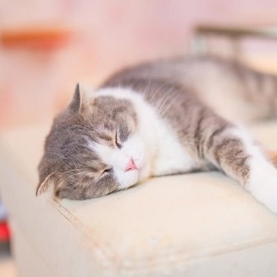 猫と娘を愛でる母。趣味は無農薬栽培🥕#無農薬 #無添加 #自然派 #アトピー克服 #一人っ子ママ #推し活 #timelesz #HANA #参政党