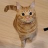 himari22730's profile picture. 人生初猫飼い記録と猫(ひまり🌻)をひたすら愛でるアカウントですฅ^.  ̫ .^ฅ
失礼があったらすみません。🐱猫アカウント無言フォロー＆フォロバしますฅ^•ﻌ•^ฅ           DMは基本❌エロ垢❌     
🐱2022年7月30日生/マンチカン(長足)/レッドタビー/♂