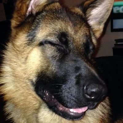 _gekika's profile picture. Machine Learning Engineer ...loading