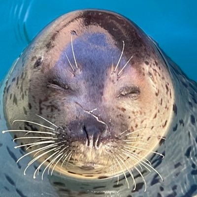 0k0me_daisuki's profile picture. ごはん大好き。ひれあし大好き🦭