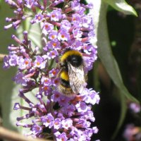 Susan Carruthers (@sudenca) Twitter profile photo