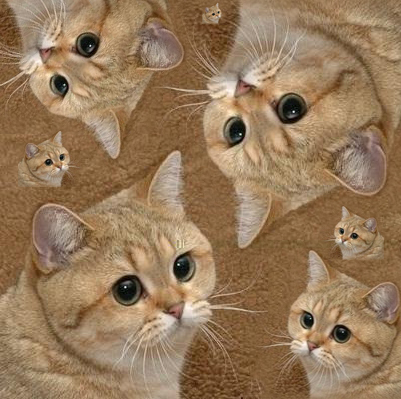 Leptiravi's profile picture.