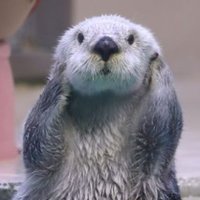 るい (@peasuke777) 's Twitter Profile Photo