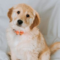 berlina scott (@scottberli75321) 's Twitter Profile