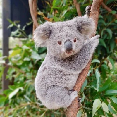 Kp09ml's profile picture. 90/内科医/色々雑多につぶやきます🐨/25.2 7w稽留流産/2025.6 IVF①🧚/治療垢🐘🌈@1_byhnm