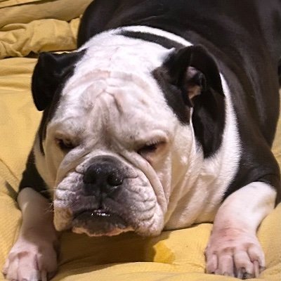 Rudeboy291008's profile picture. 