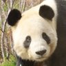 abineko2011's profile picture. 上野パンダファミリー大好き🐼爽爽ちゃん大好き🐼マヌルネコさん大好き😺
アビシニアンのピース＆ナッツ🐈🐈🥜のママ😸ᩚ💗
リー君とシンちゃんとシャンちゃんとシャオくんとレイちゃんが永遠に健康で幸せでありますように🐼🐼🐼🐼🐼❤✨