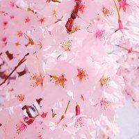 桜蜜 (@sakura_mitsu_66) 's Twitter Profile