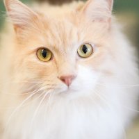 TCGPocketMonster (@tcgpocket23172) 's Twitter Profile