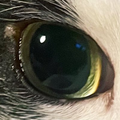 geritantan's profile picture. SnowManさっくん推し🩷Hey! Say! JUMP山田くん推し❤️ゴールデンボンバーを愛す💣ガチャオタク🤖