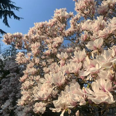 AlexuAhmad's profile picture. Romanian 🇷🇴/🏠🇬🇧                              Free Palestine🇵🇸!