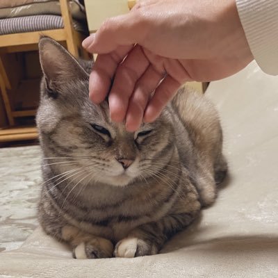 さこ🐈さんのプロフィール画像