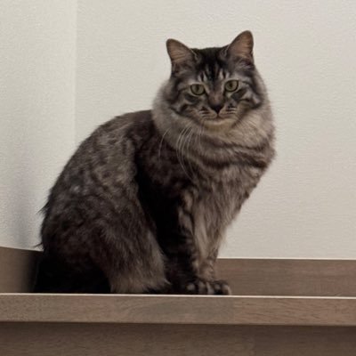 猫3匹とトリム系プレコと金魚めだか 水槽サイズ120×45 150×60 🐈⬛🐈🐾🐾🐾🐉 ホラー オカルト爬虫類も好き