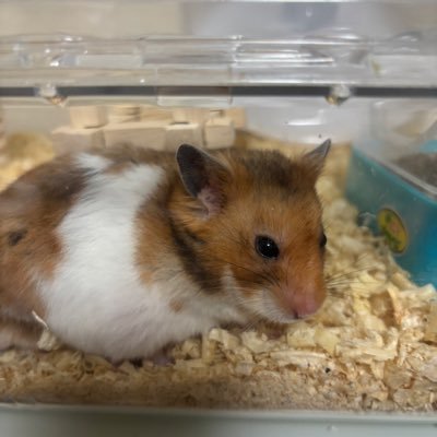 2023年3月に脳卒中になってしまい、現在後遺症で左片麻痺でリハビリ中です😭 また釣りとゴルフがしたい!!ブログやってます👍
