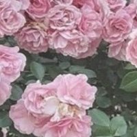 ใ ๐ (@yukimi_122) 's Twitter Profile