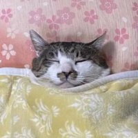 원바니 (레전드순덕) (@wonbani1004) 's Twitter Profile