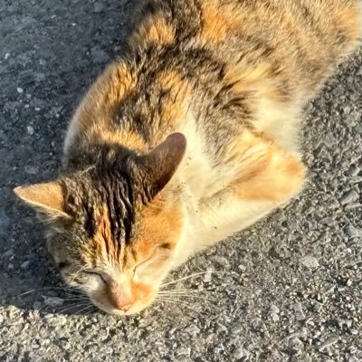 さくらとよみます aknk/💮☝🏻/年齢非公開(一応)/夢発言有‼️