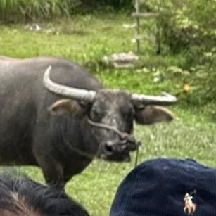 foraspoonofrice's profile picture. 