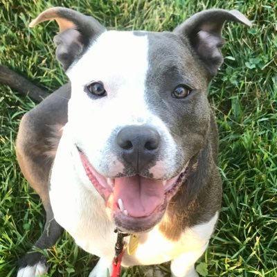Proud Canadian 🇨🇦 | Mom to an American Bully 🐾 | Yoga lover 🧘♀️ | Hockey fanatic 🏒