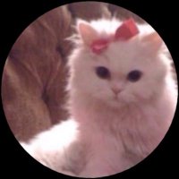 ⚜️ LeydiKedi ⚜️ (@leydikedi) 's Twitter Profile Photo