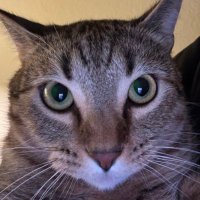 bibba (@bibbalibba) 's Twitter Profile