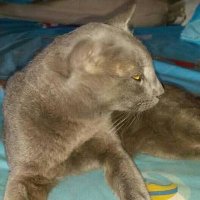 จักรพันธ์ บุตรพรม (@cakrphanth43698) 's Twitter Profile