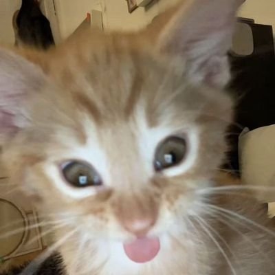 yyasmi0's profile picture. ⠀                                     𝖻𝗈𝗈𝗄𝗌, 𝖼𝗈𝖿𝖿𝖾𝖾 & 𝖼𝖺𝗍𝗌