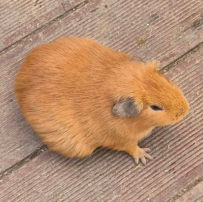 vor7ex81's profile picture. 구경꾼입니다.