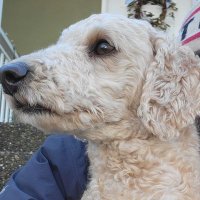 Dju Doughty (@turdeaudonkey) 's Twitter Profile
