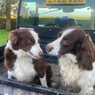 Dogs body/partner on family farm. Swears occasionally. Talks nonsense. Music snob. Above average. Massive disappointment. Views are Ollies or out of the window.