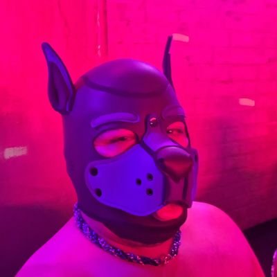 Puppy Dylan Profile