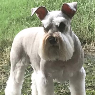 DarrellClinton9's profile picture. Just a documented multigenerational Caucasian male United States citizen who has something to say about a few things. I prefer humour. Mensa.