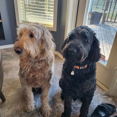 flagstick17's profile picture. 