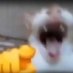 problematic & kinky memes (@globicc) Twitter profile photo problematic & kinky memes (@globicc) Twitter profile photo