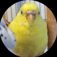 すじ母 (@suzitoriji) 's Twitter Profile Photo すじ母 (@suzitoriji) 's Twitter Profile Photo