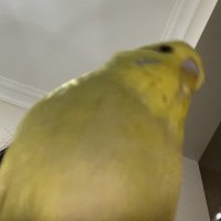 iasლ(^o^ლ) (@ragweeb) 's Twitter Profile