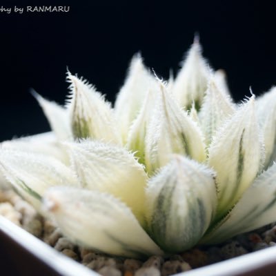 sakakkykazu's profile picture. 「室内でも綺麗に健康に」をテーマに、寒い北の大地で植物を育てています。観葉植物、熱帯植物、蘭、多肉、古典園芸など。他にも珍しい生き物も紹介！I write daily life with my fantastic plants and my cute creatures.