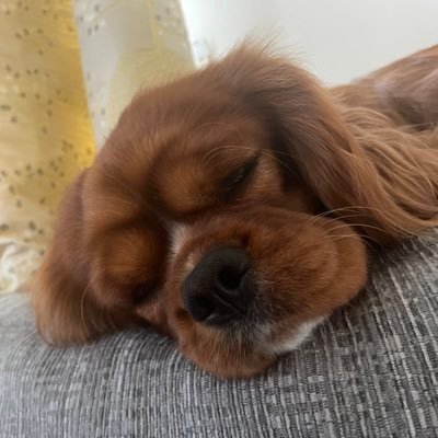 CharlotteFowles's profile picture. Mammy. Catholic. Cavalier lover. General oddball. 🇬🇧🇻🇦