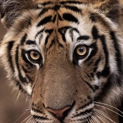 Elusive_male's profile picture. A true Hindustani and a Patriot, Soldier of Bharat. Voice against corruption