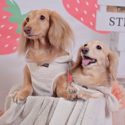 🐶大好き飼い主です。來優 (くぅ)メス10歳❣️麗來(らいら)メス7歳❣️私❣️🐶❣️不思議Worldあります🫰🏻 ほんわか幸せな気持ちを与えられる立派な人間になりたいです🦋しかし難しい💗無言フォロー大丈夫です🥰ྀིむしろ嬉しい♥️よろしくお願いいたします🤗ྀི