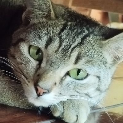 msbaraj's profile picture. 