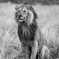 LION LOVERS (@lionlovers5) 's Twitter Profile Photo LION LOVERS (@lionlovers5) 's Twitter Profile Photo