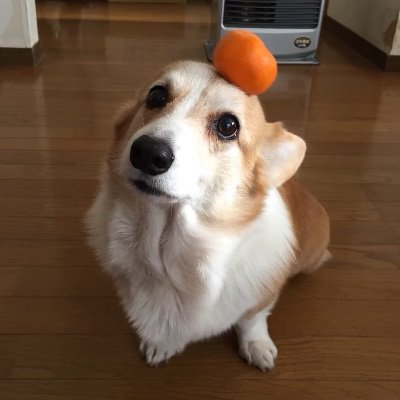 genolib_19's profile picture. Ph.D. | Corgi | Tweets are my own.